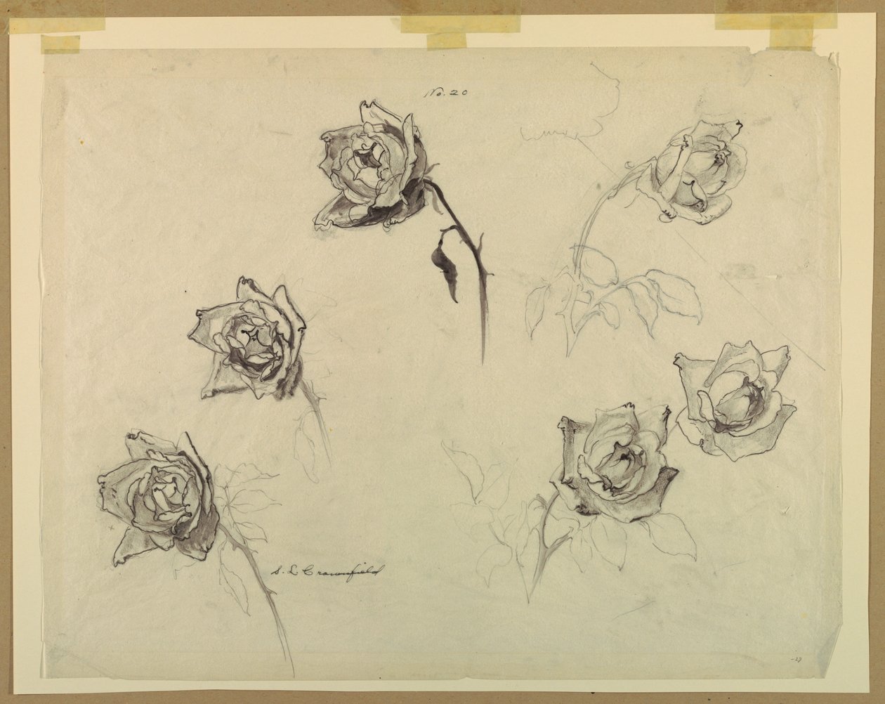 Studies of Roses by Sophia L. Crownfield