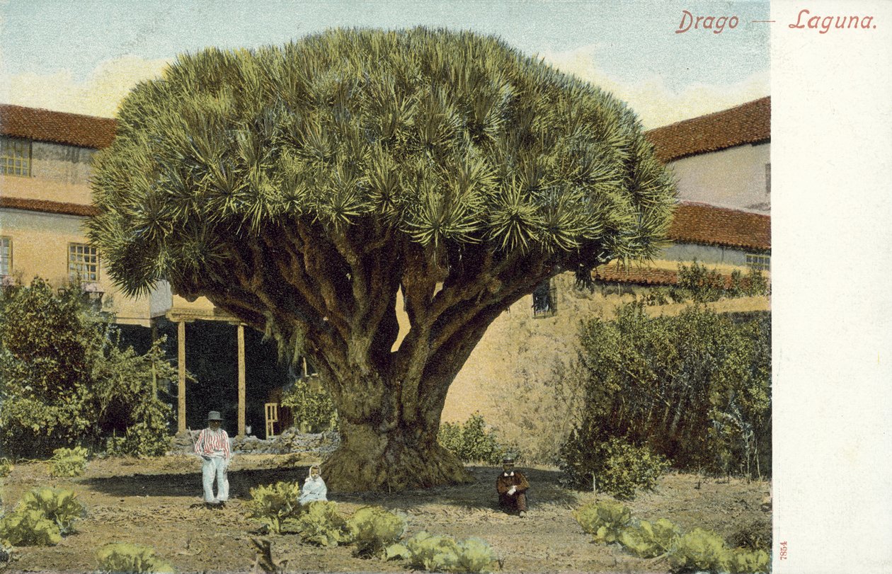 Dragon Tree by Spanish Photographer