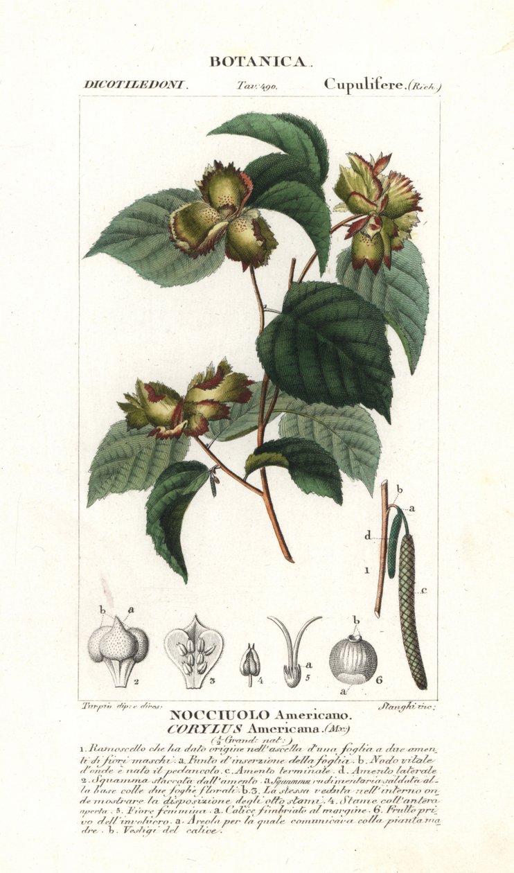 American hazelnut, Corylus americana by Stanghi Stanghi