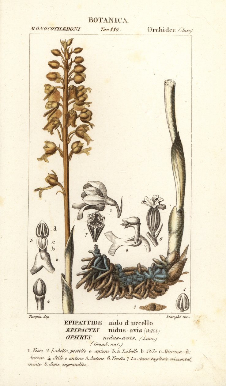 Bird’s-nest orchid, Neottia nidus-avis by Stanghi Stanghi