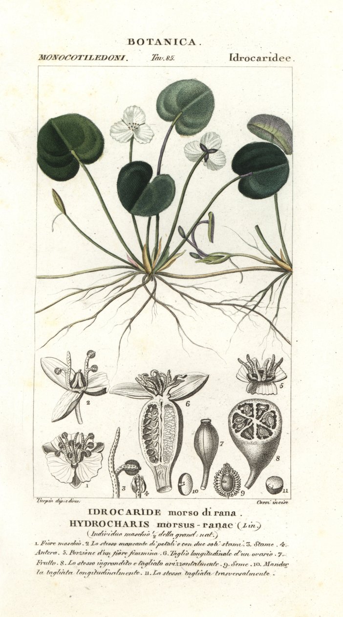 Frogbit by Stanghi Stanghi