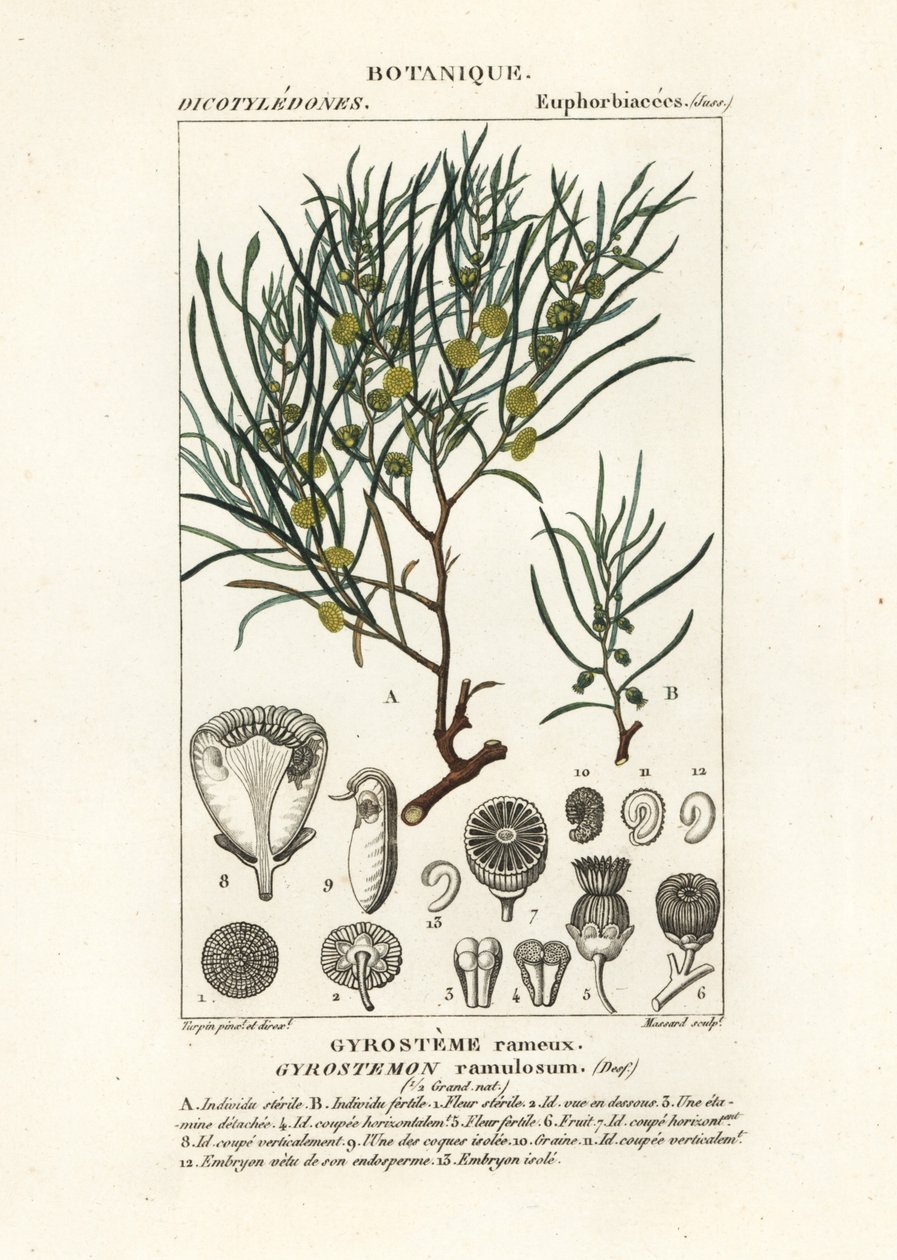 Gyrostemon Ramulosus Tree by Stanghi Stanghi