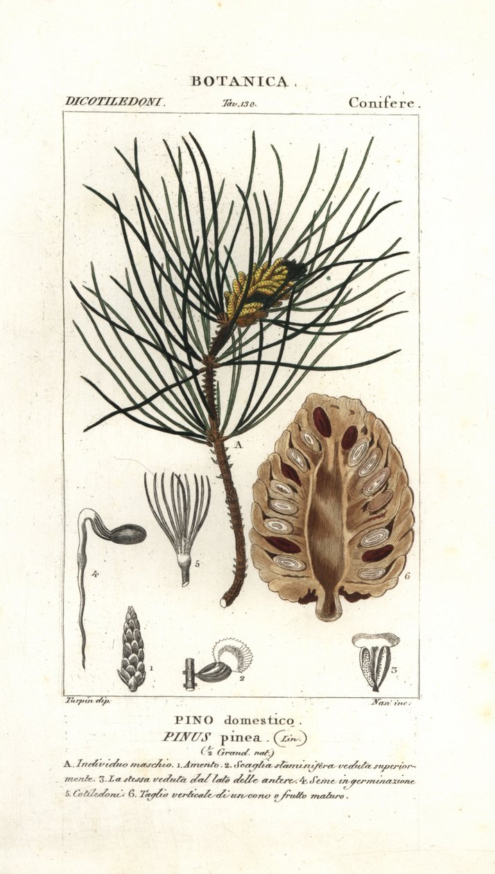 Italian Stone Pine by Stanghi Stanghi
