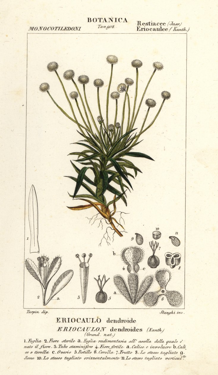 Pipewort, Paepalanthus dendroides by Stanghi Stanghi