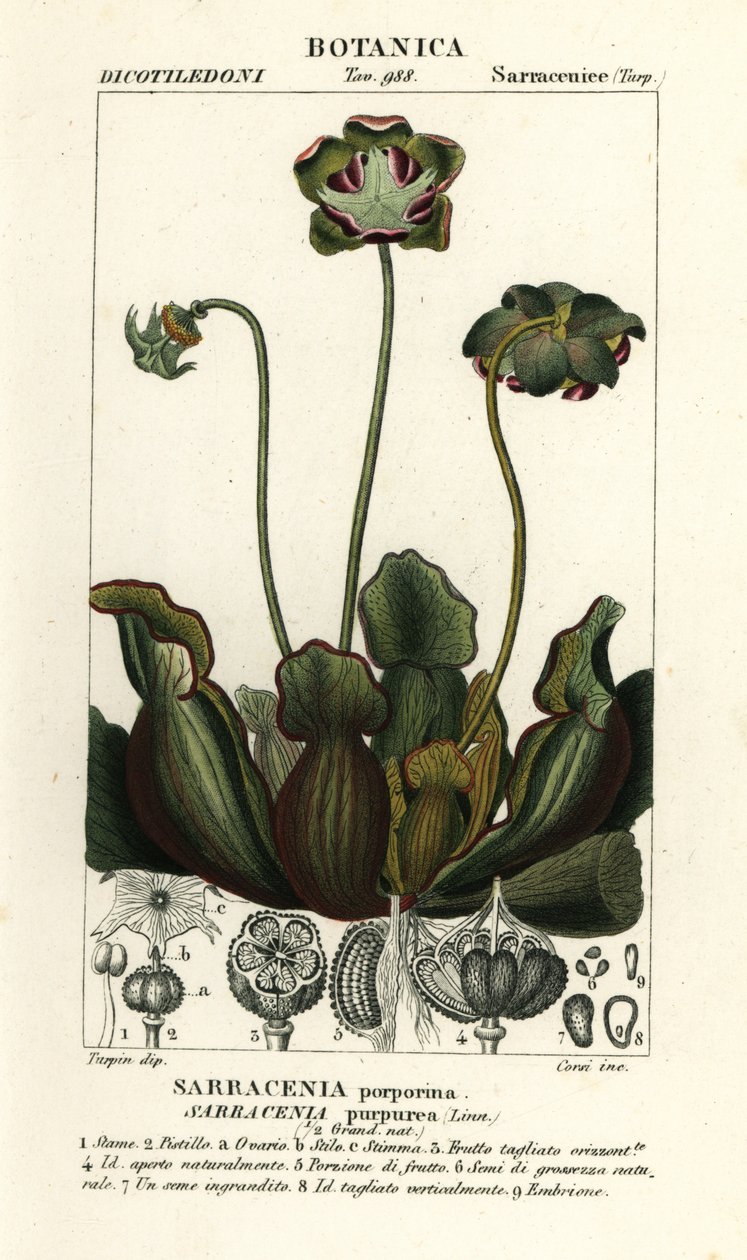 Purple Pitcher Plant, Sarracenia purpurea by Stanghi Stanghi