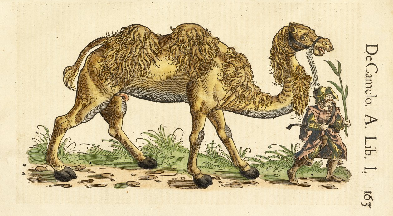 Bactrian Camel from Historiae Animalium by Conrad Gessner, c. 1551-58 by Swiss School