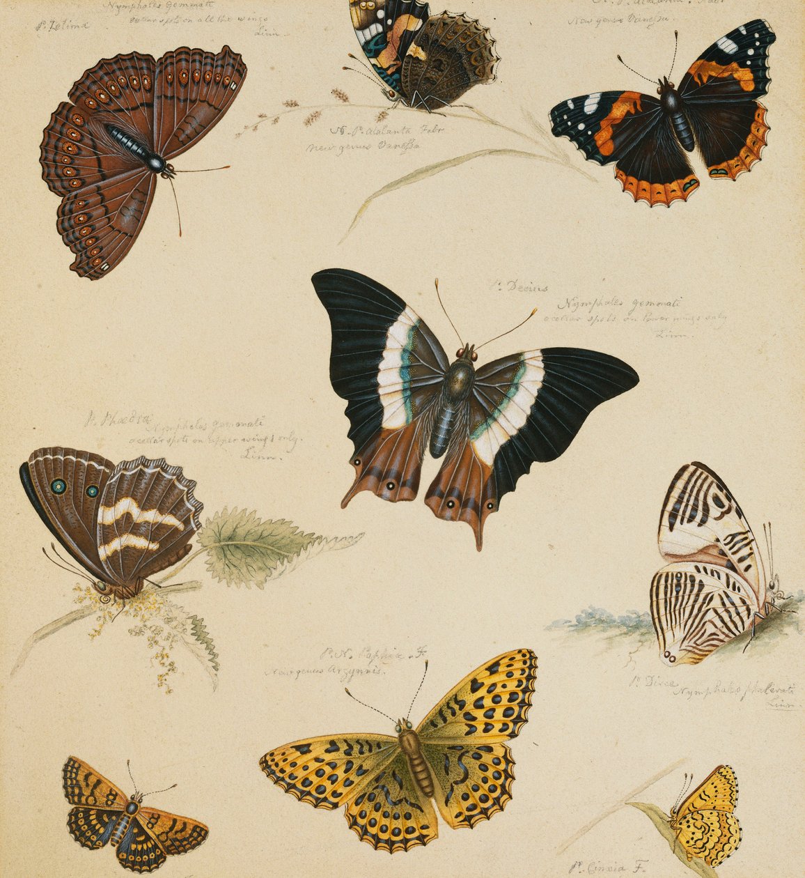 Studies of Butterflies and Insects by Sydenham Teast Edwards