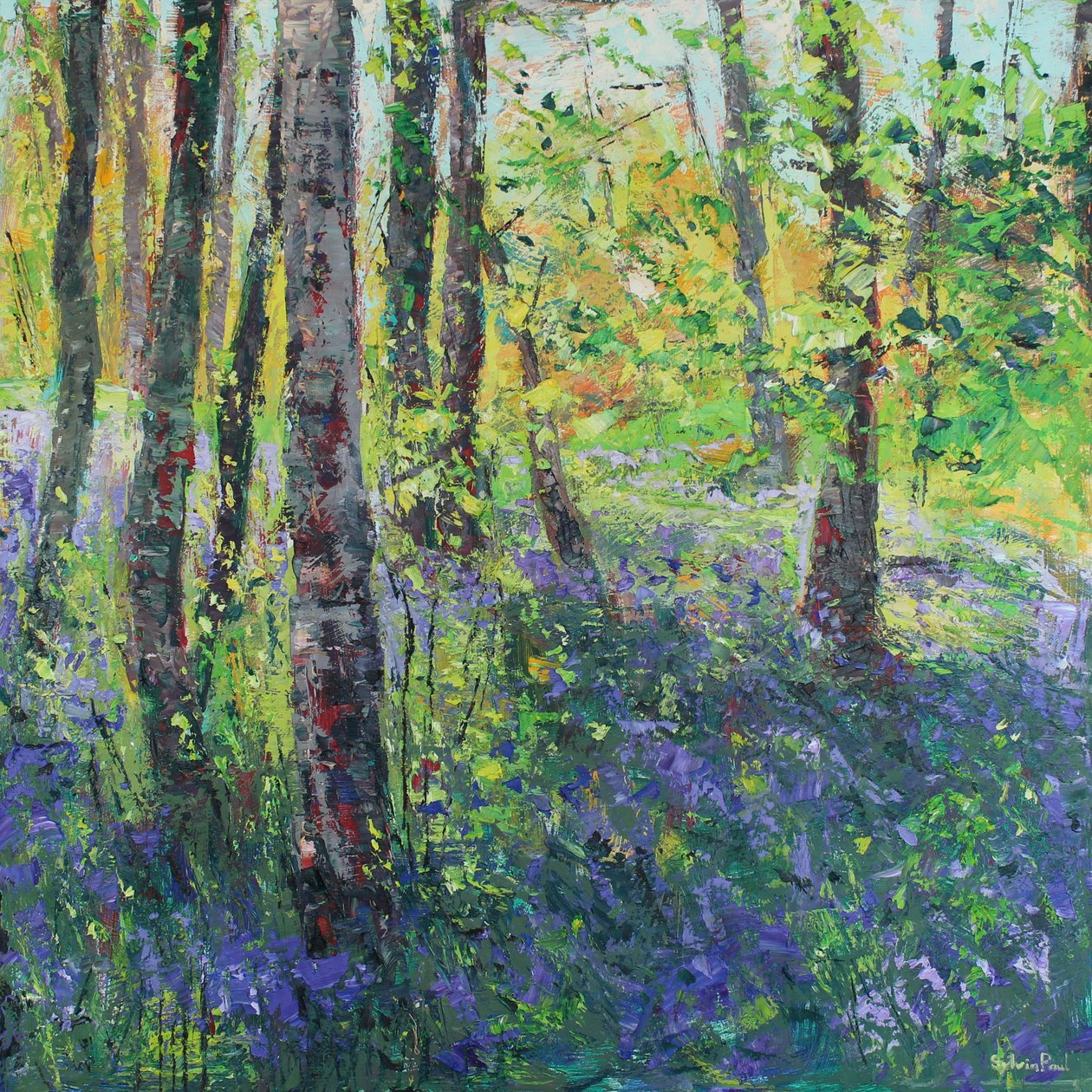 Birch Trees and Bluebells by Sylvia Paul