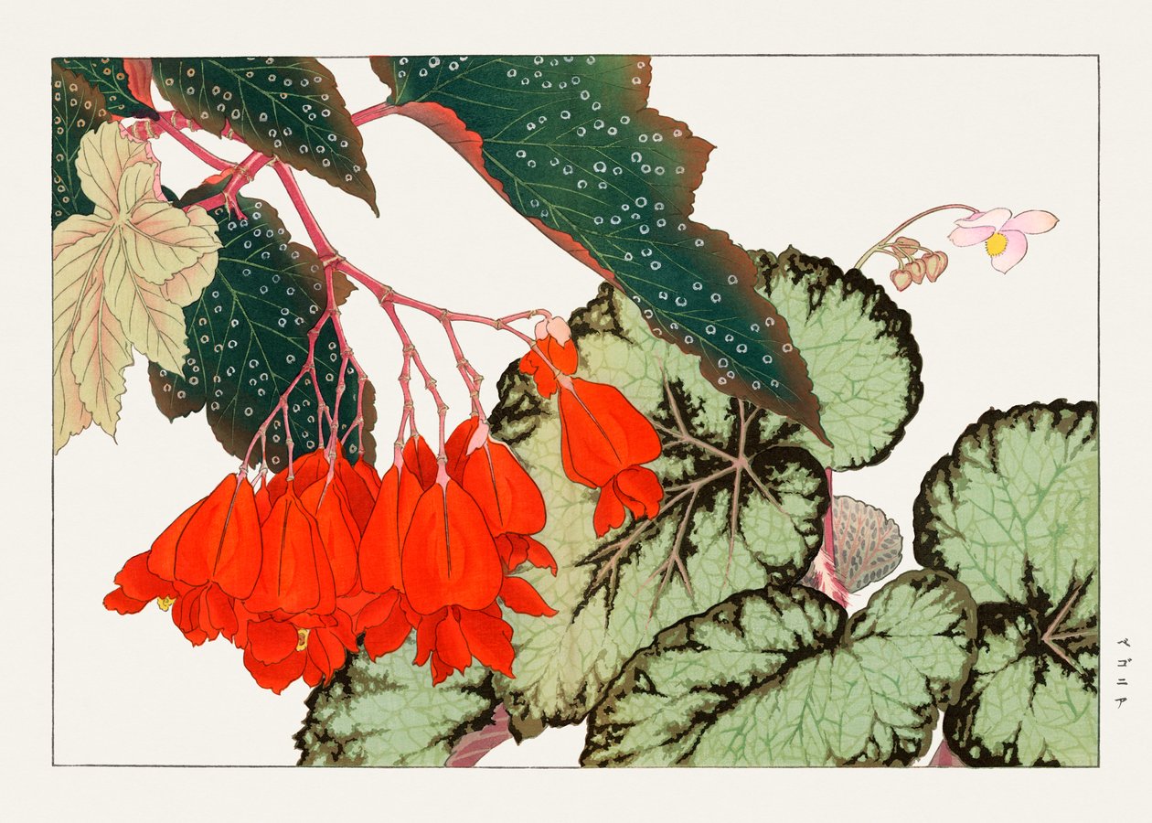 Cracklin Rosie Begonia Flower from "Seiyou Sokazufu" by Tanigami Konan