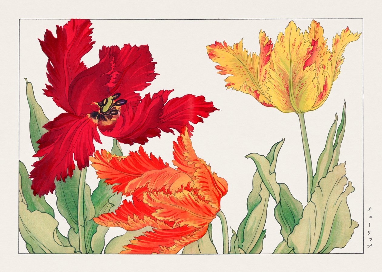 Parrot Tulip from "Seiyou Sokazufu" by Tanigami Konan