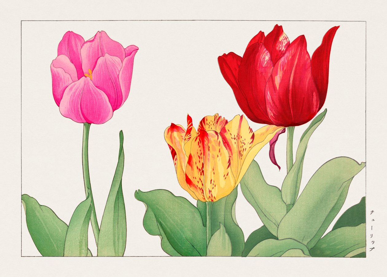 Tulip from "Seiyou Sokazufu" by Tanigami Konan