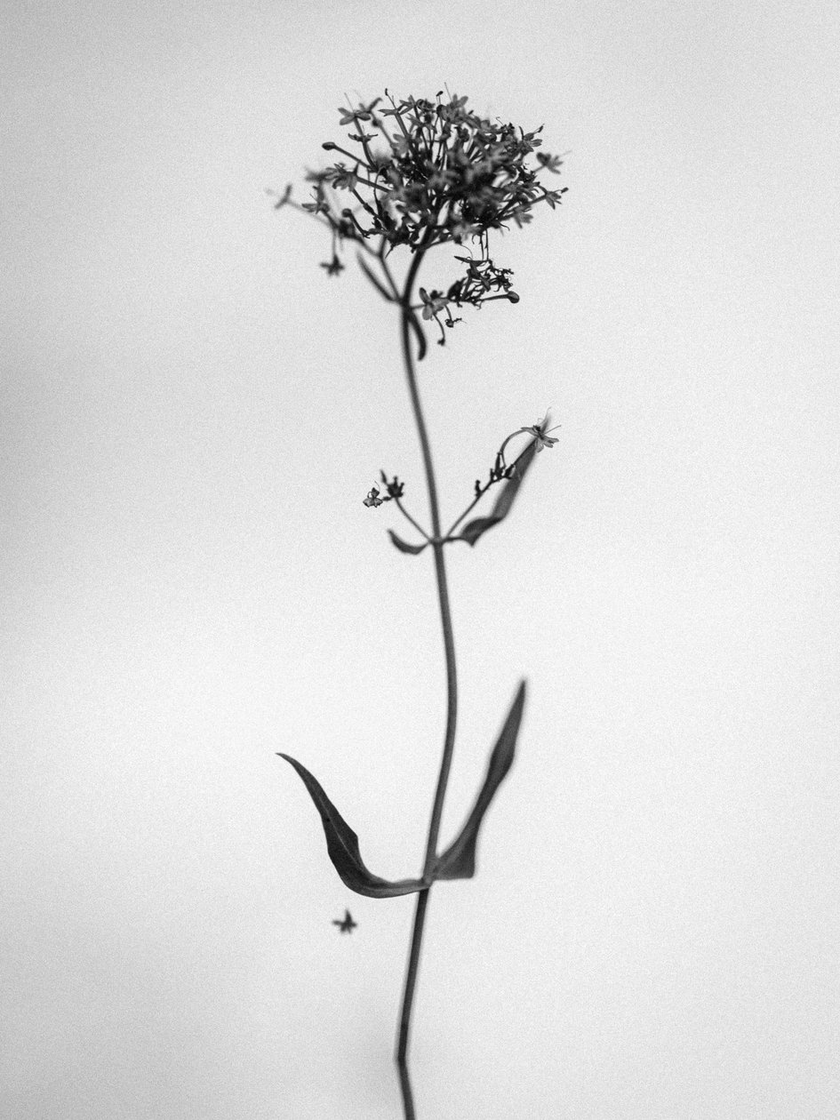 Amid the Flowers 21 by Teis Albers