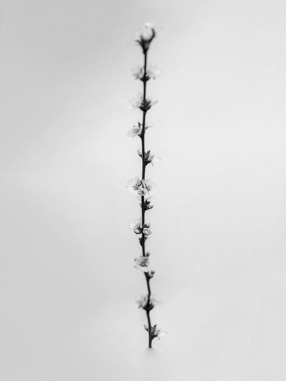 Amid the Flowers 61, 2021 by Teis Albers