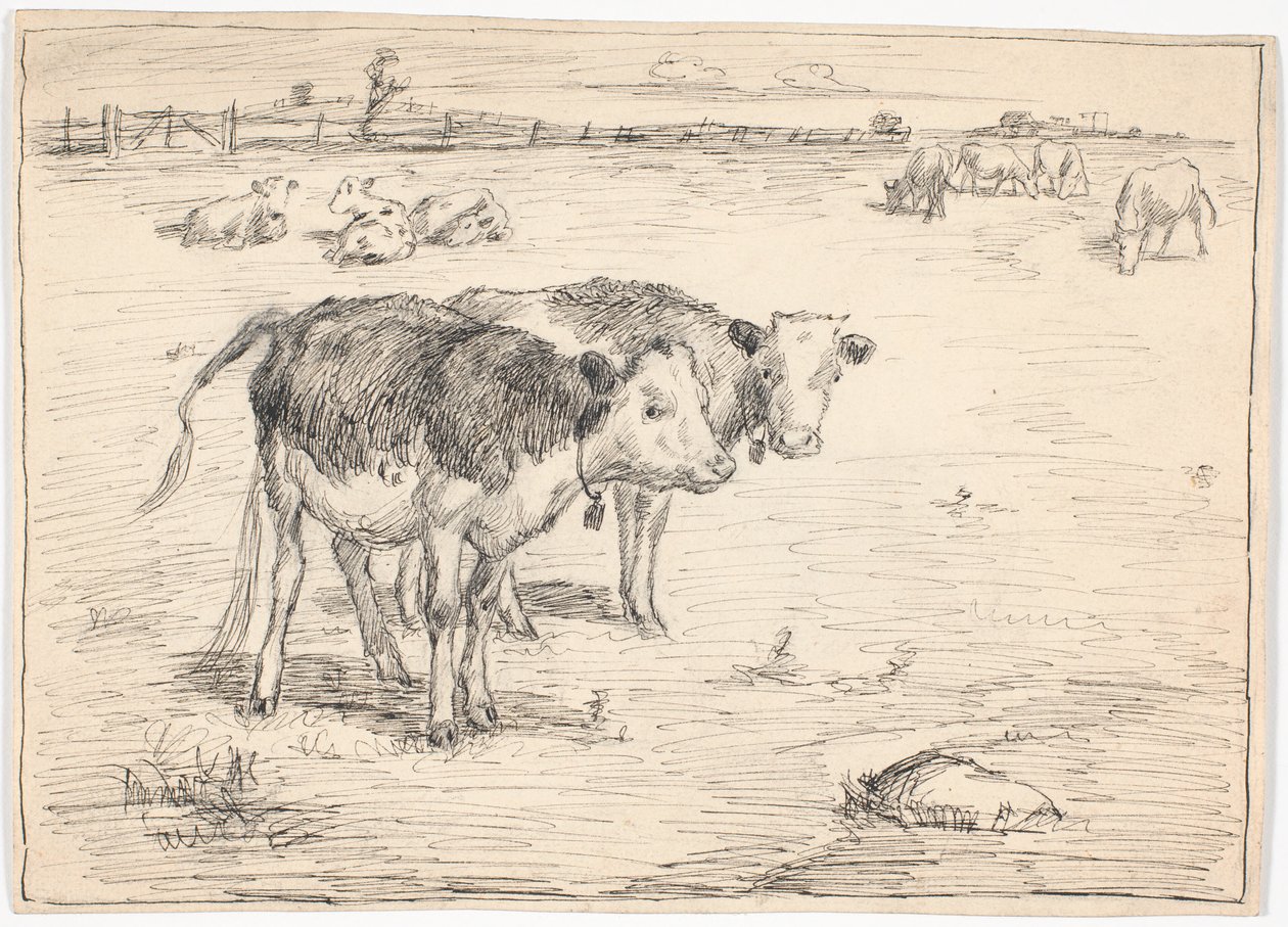 A Couple of Calves on 