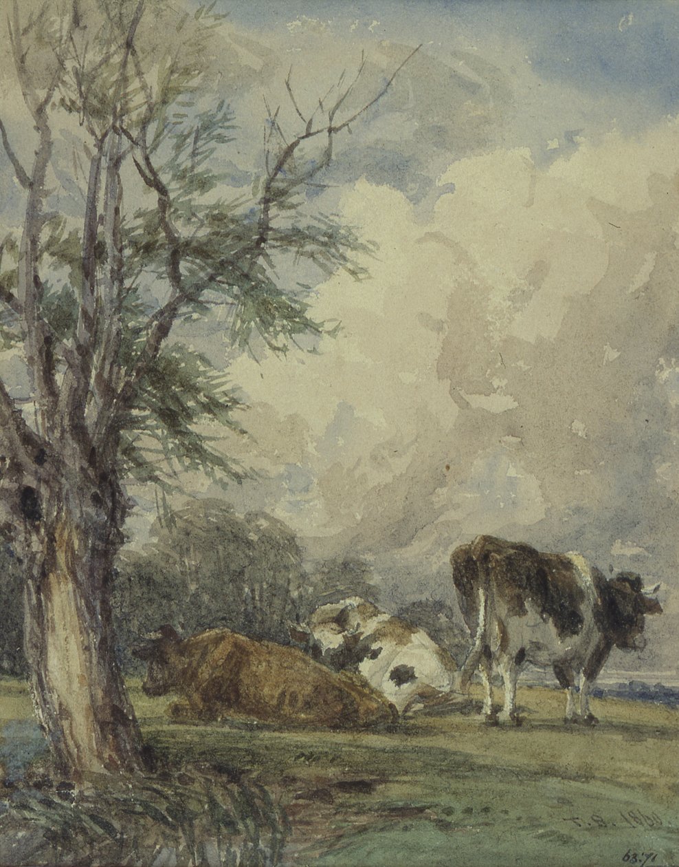 A Study of Cattle by Thomas Baker