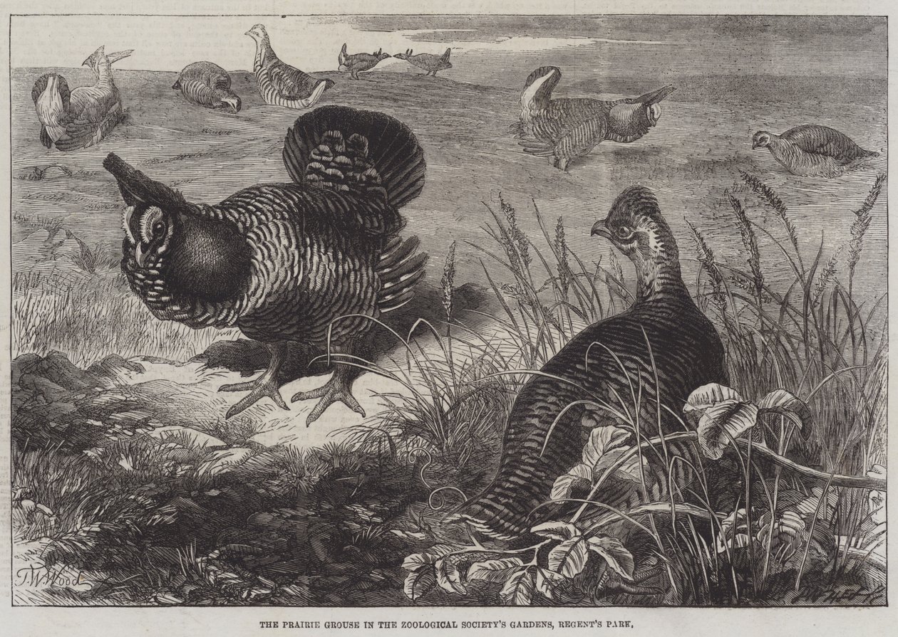 The Prairie Grouse in the Zoological Society