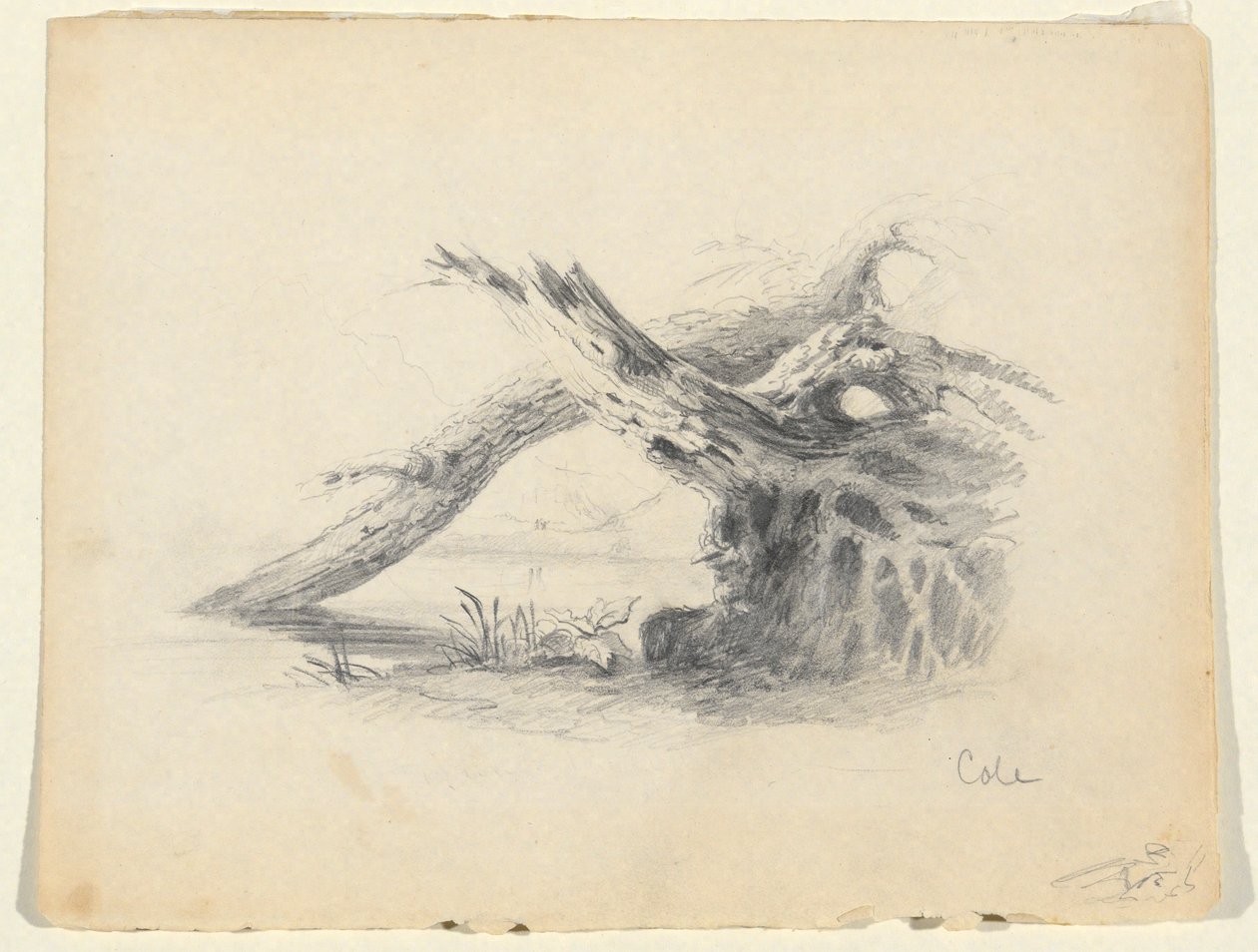 Sketch of Two Dead Trees by Thomas Cole