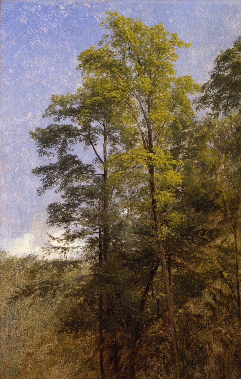 Tree Study, Catskill Clove, N.Y. by Thomas Hiram Hotchkiss