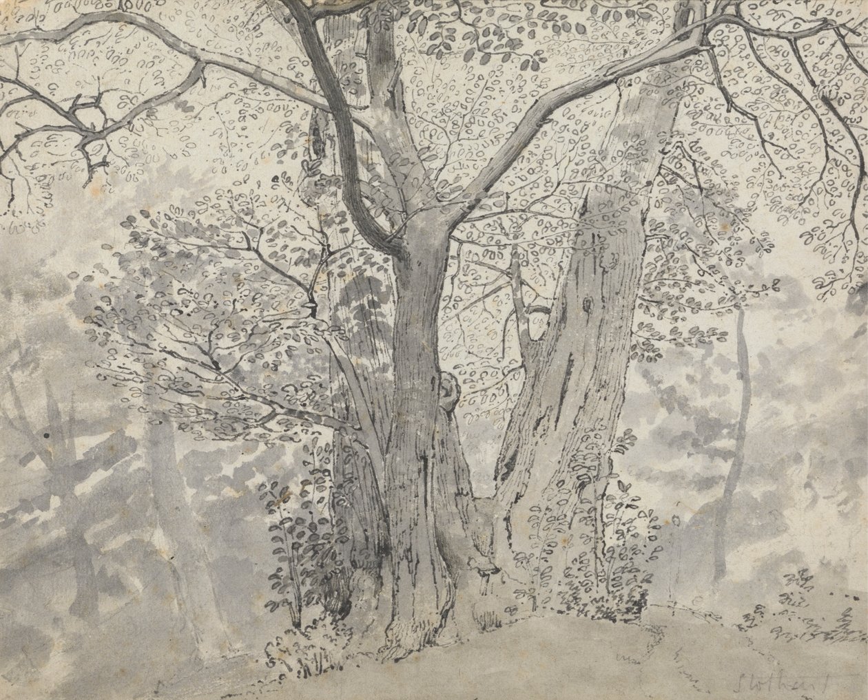 Tree Study by Thomas Stothard
