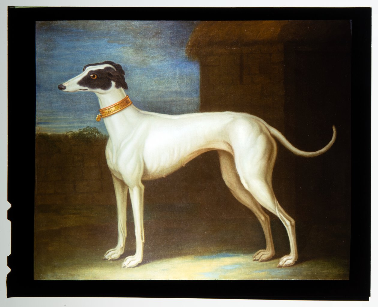 A Favourite Greyhound by Thomas of Pall Mall Butler