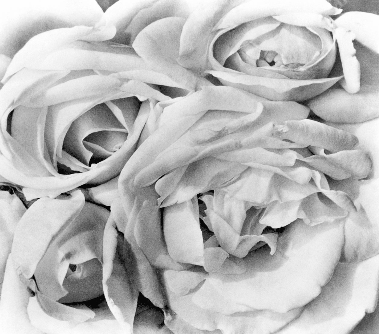 Roses, Mexico City, 1924 by Tina Modotti