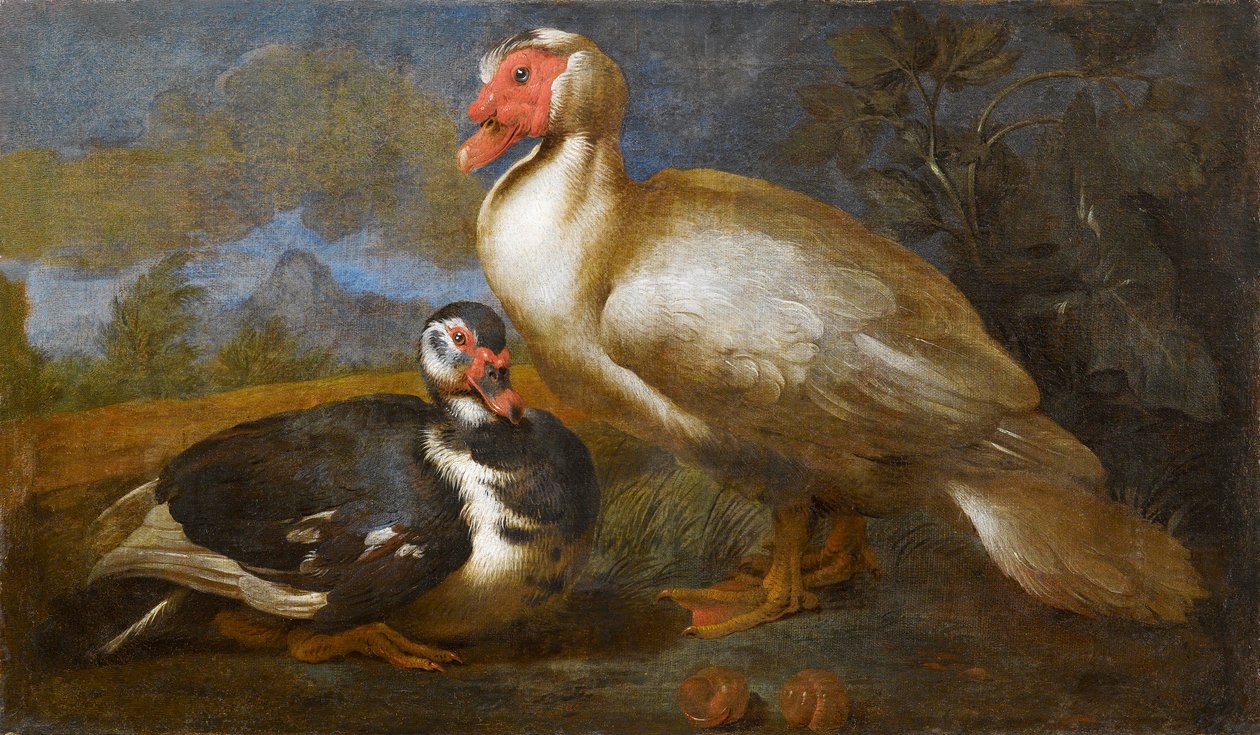 Two Muscovy Ducks in a Landscape by Unbekannt Unbekannt