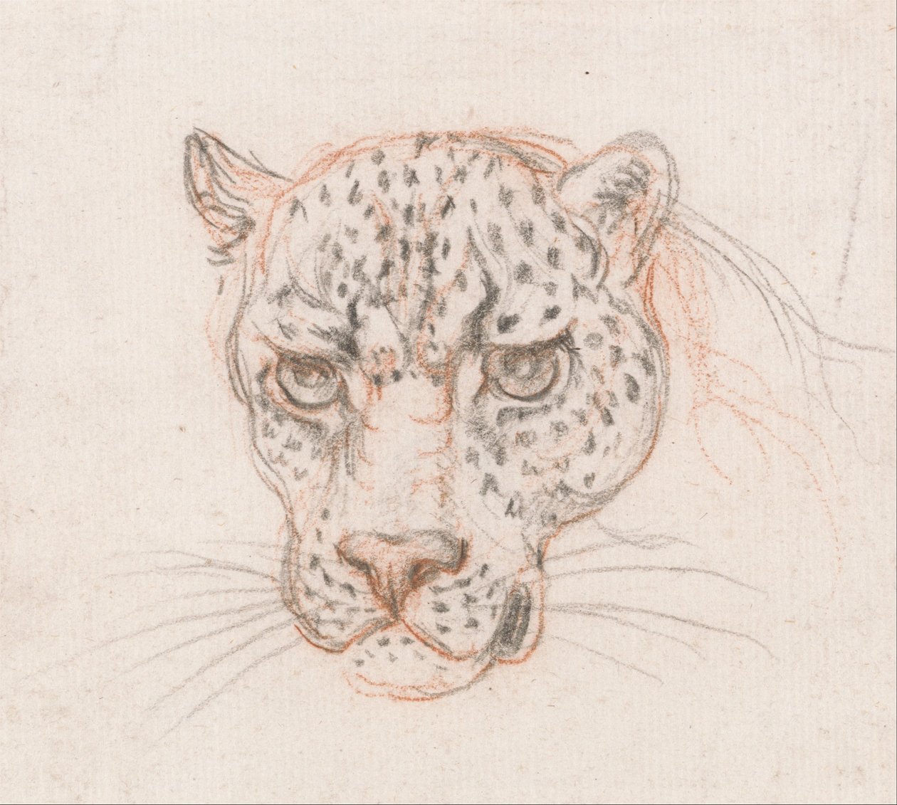 Head of a Leopard by Unbekannt Unbekannt