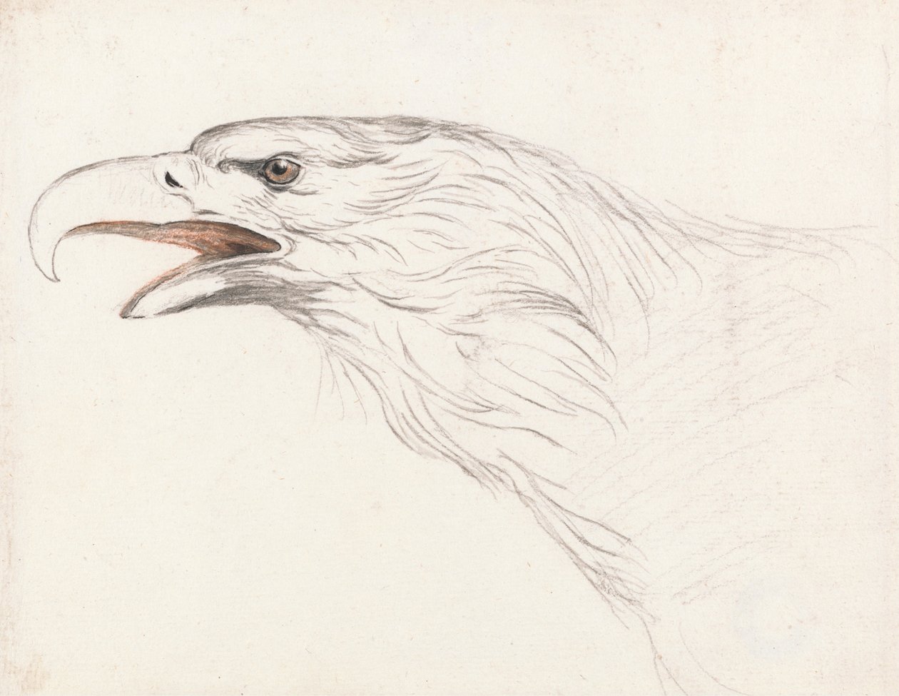 Head of an Eagle, Facing Left by Unbekannt Unbekannt