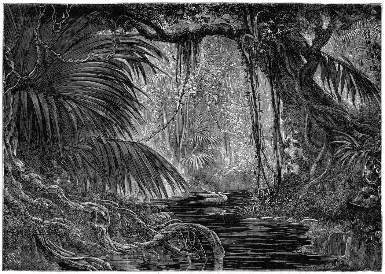 A Forest Scene in Peru by Unbekannt
