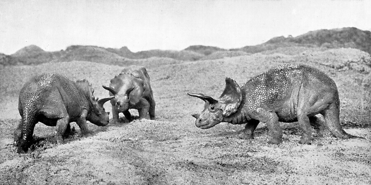 A Group of Triceratops by Unbekannt