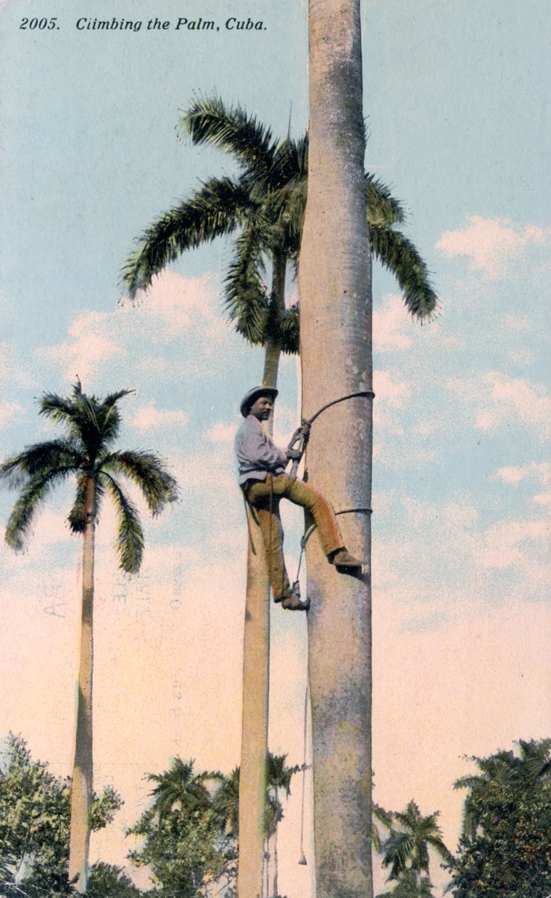 A Man Climbing a Palm Tree, Cuba, 1911 by Unbekannt