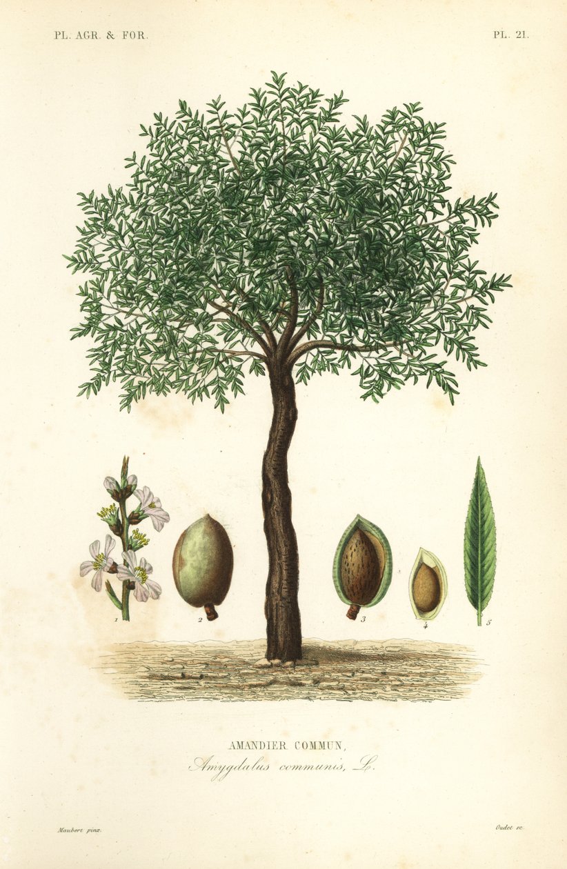 Almond Tree by Unbekannt