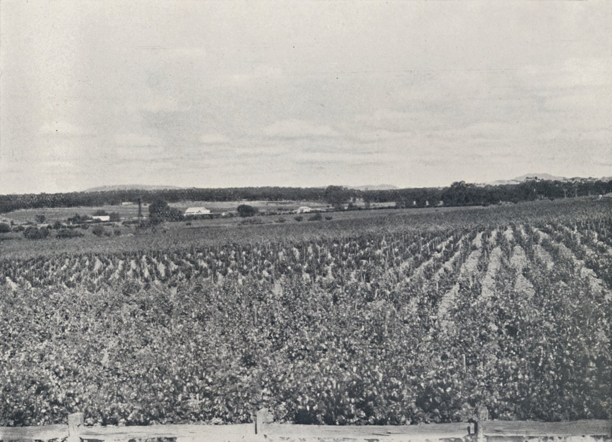 An Australian Vineyard, 1923 by Unbekannt