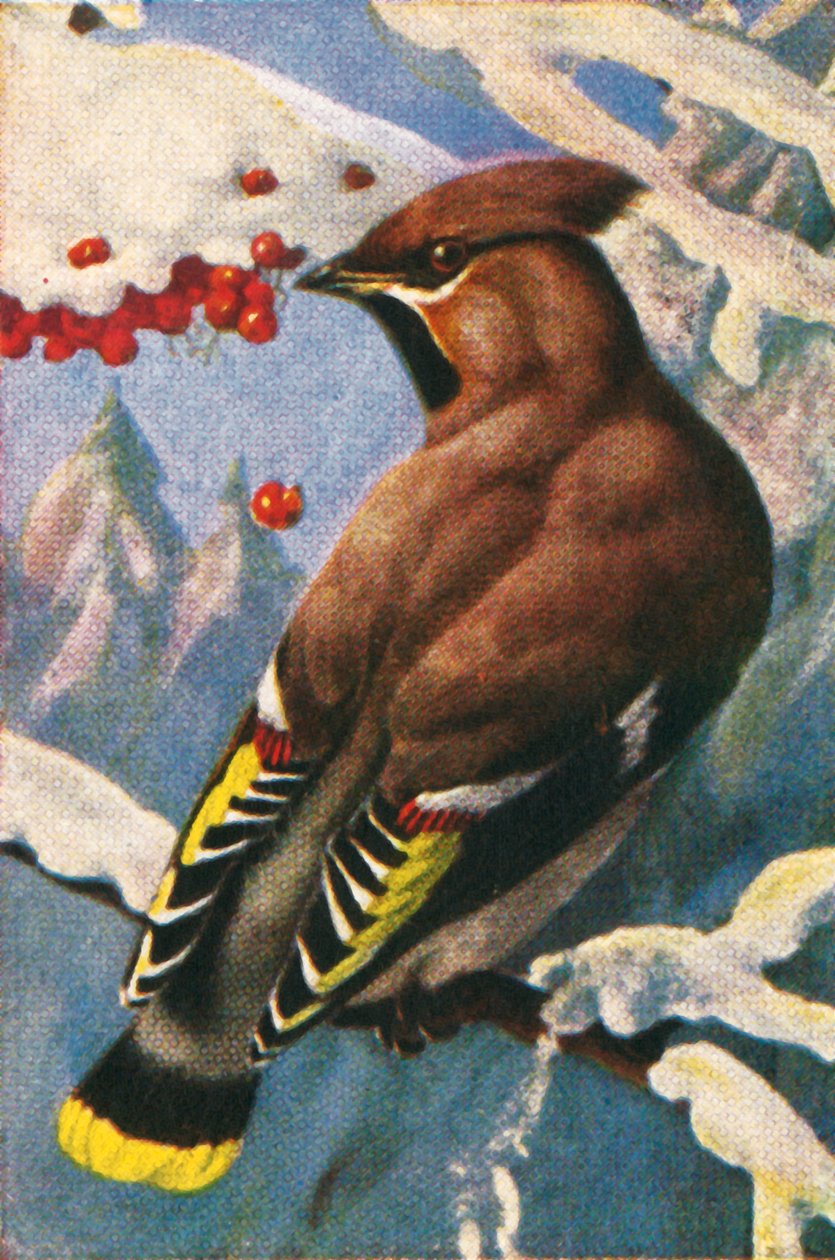 Bohemian Waxwing by Unbekannt