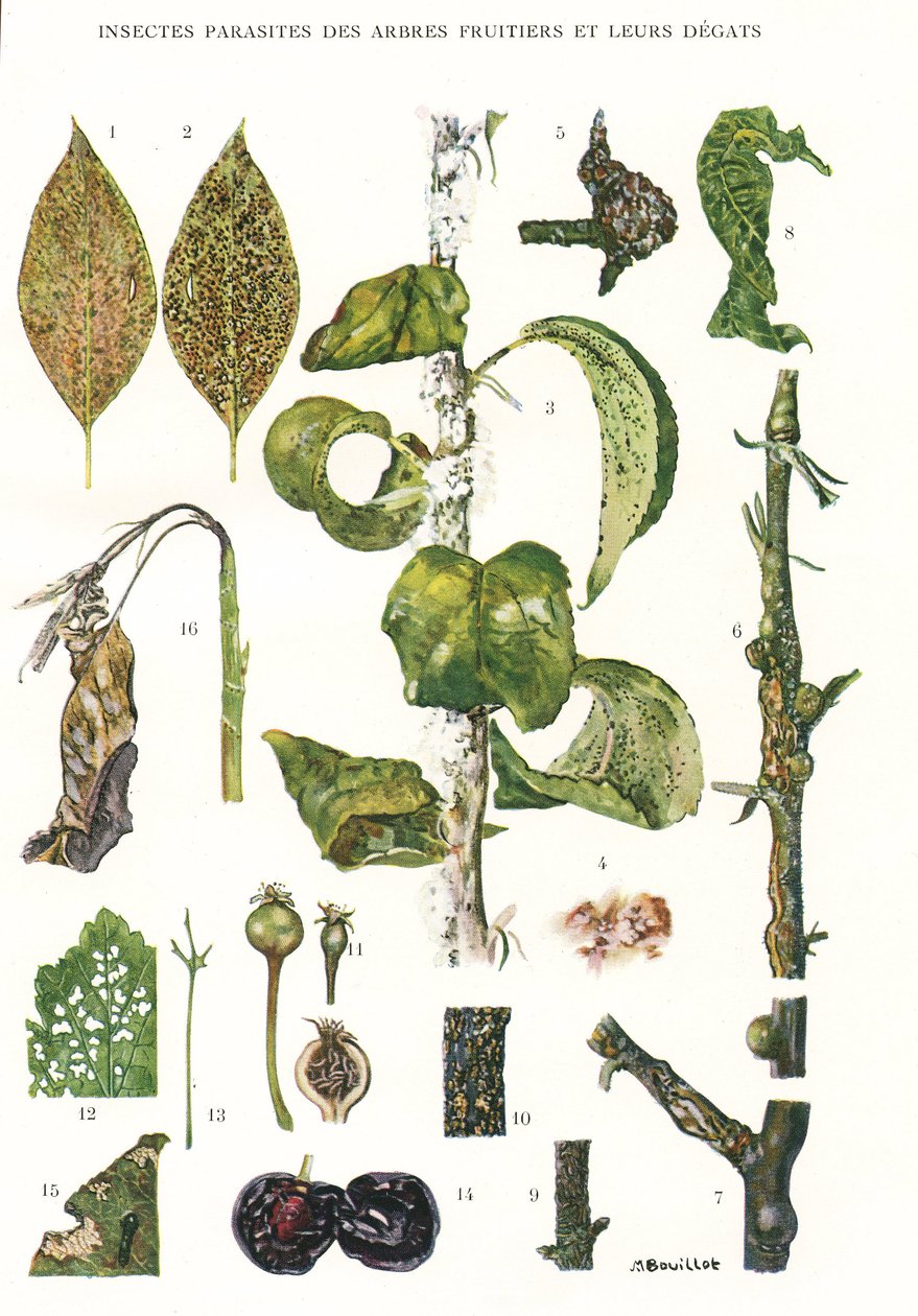 Botanical Board, Fruit Tree Parasites by Unbekannt