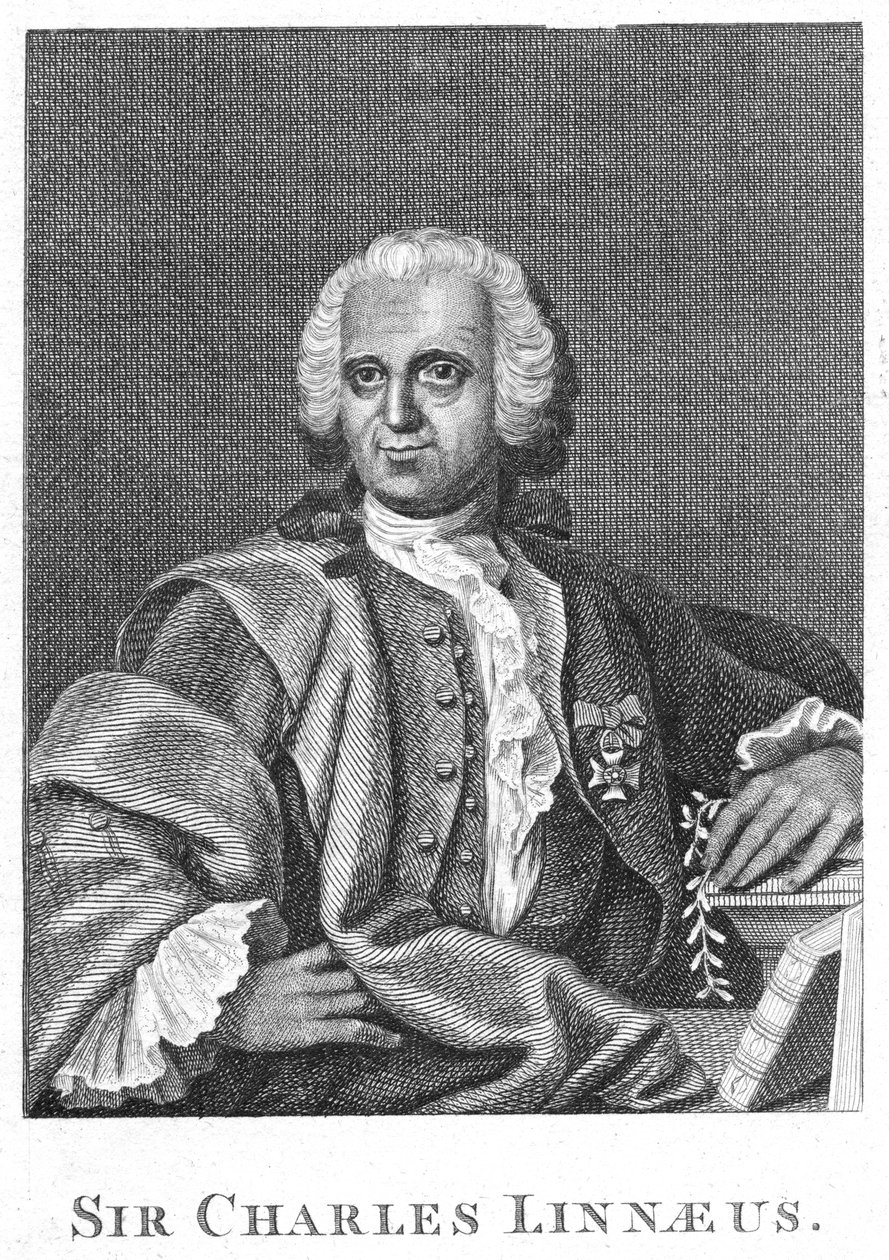 Carolus Linnaeus by Unbekannt