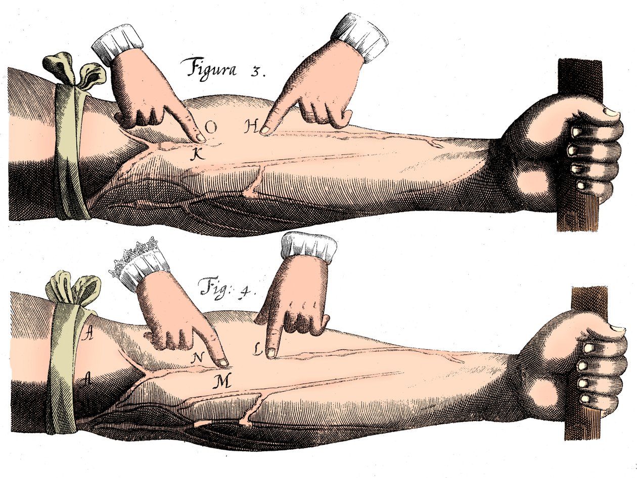 Circulation of the Blood by Unbekannt
