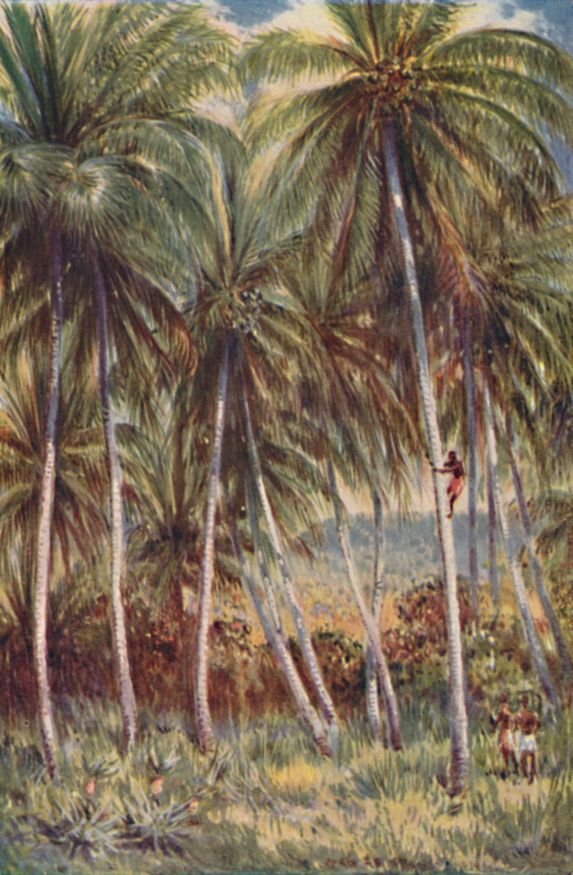 Coco-Nut Palms in Northern Queensland by Unbekannt