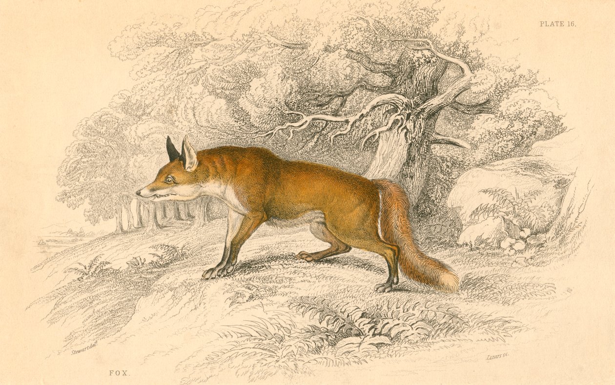 Common or red fox (Vulpes vulpes) by Unbekannt