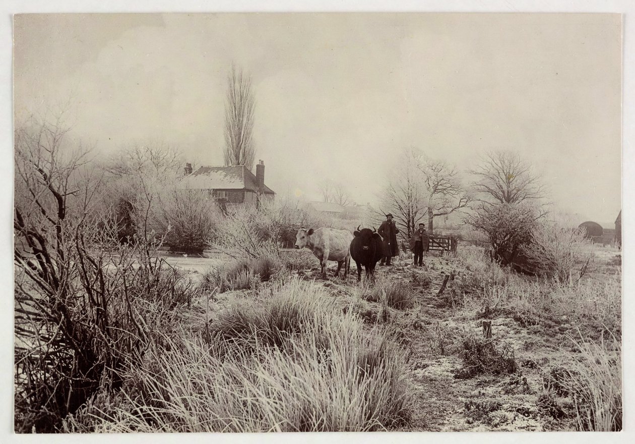 Cows in a frosty field, c 1890 by Unbekannt