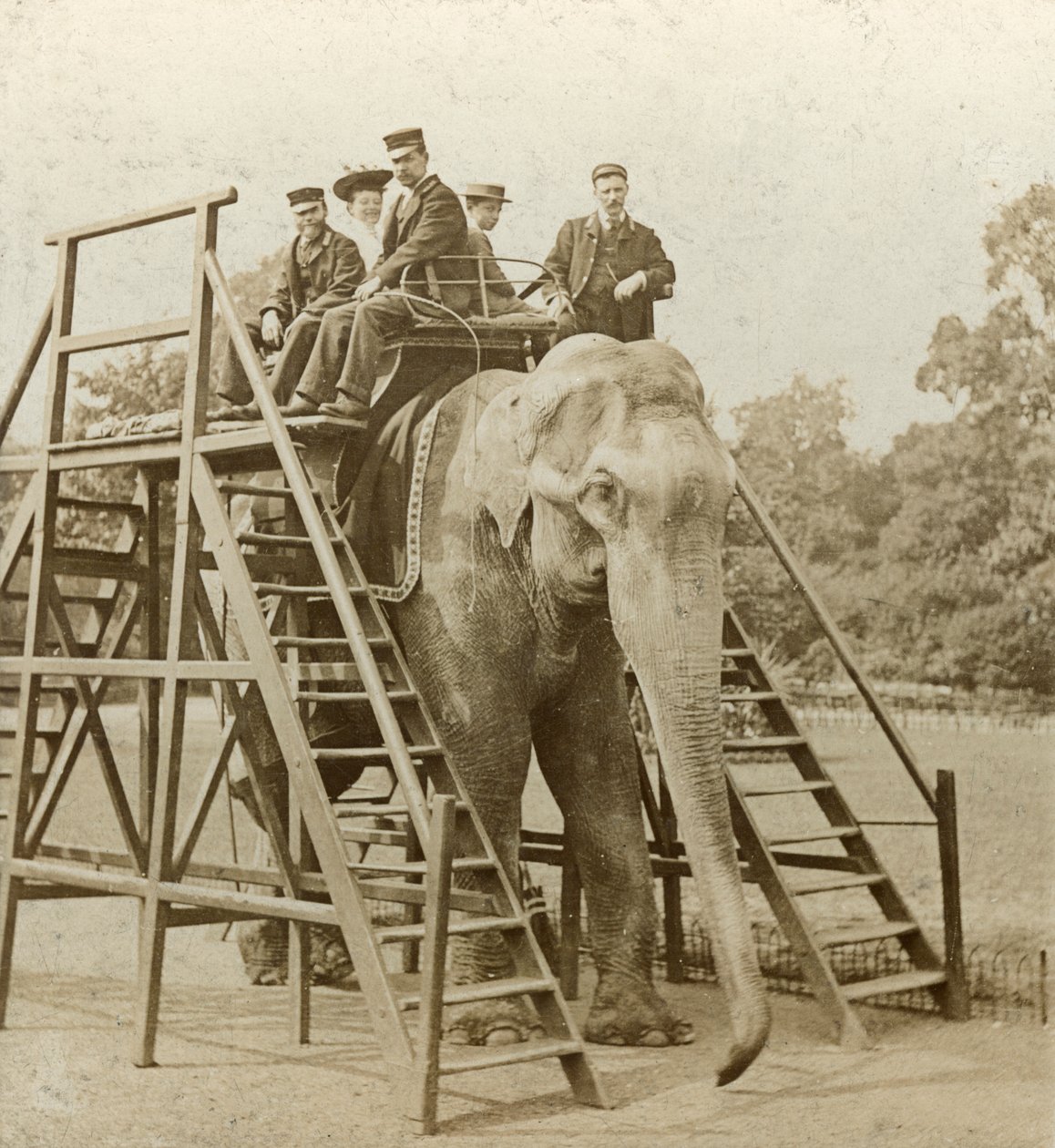 Elephant Ride by Unbekannt