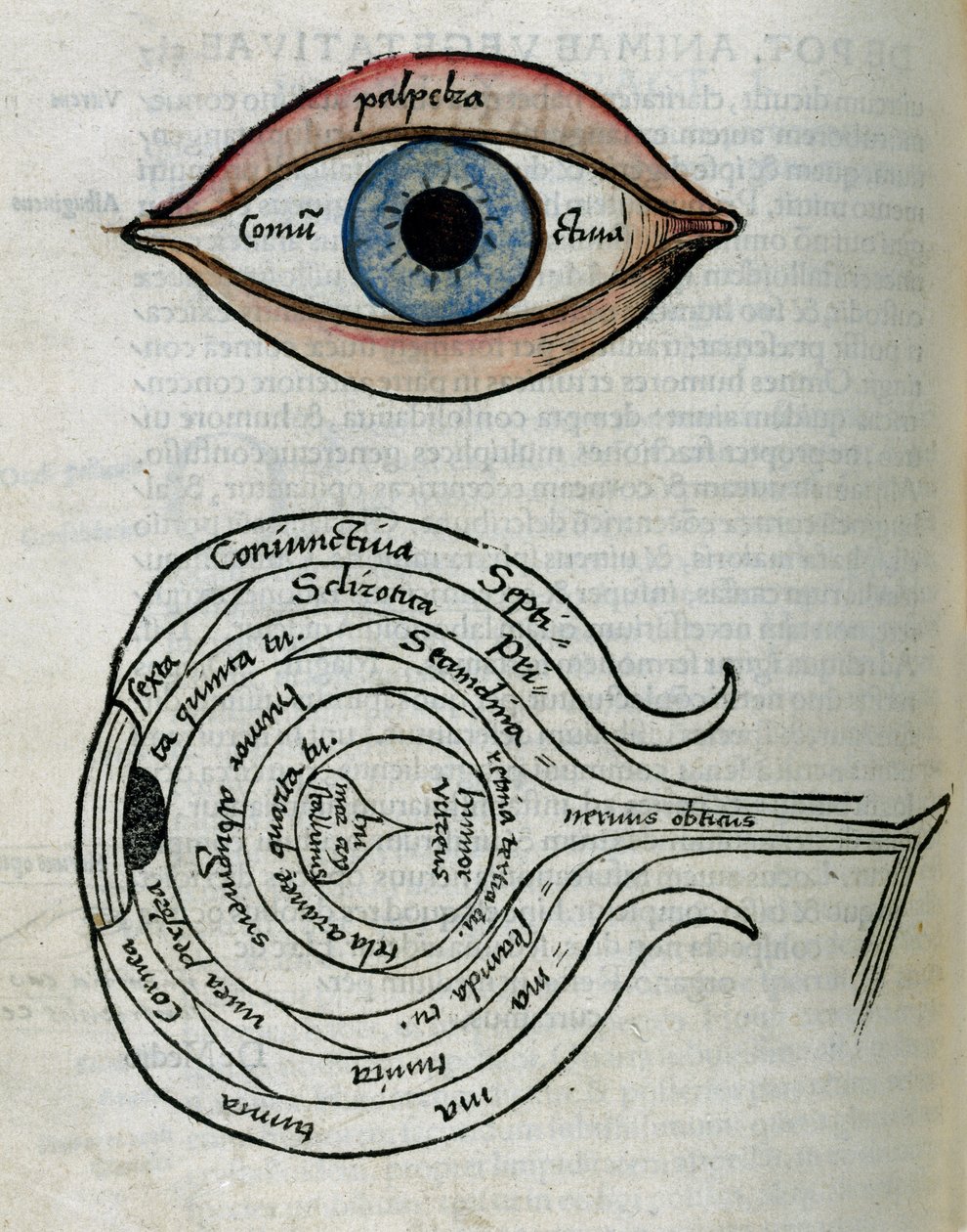 Structure of the eye by Unbekannt