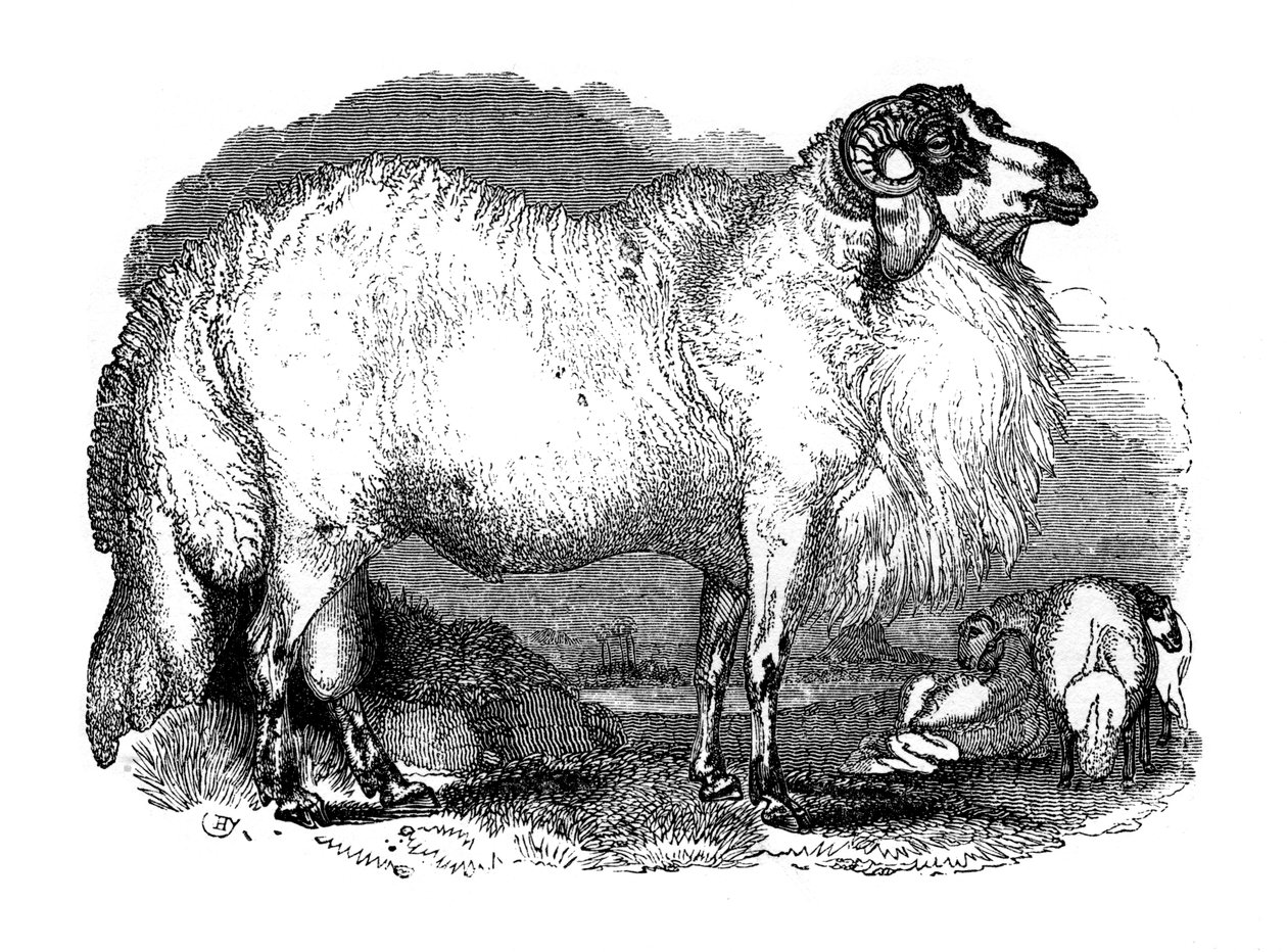 Fat-tailed sheep of Syria by Unbekannt