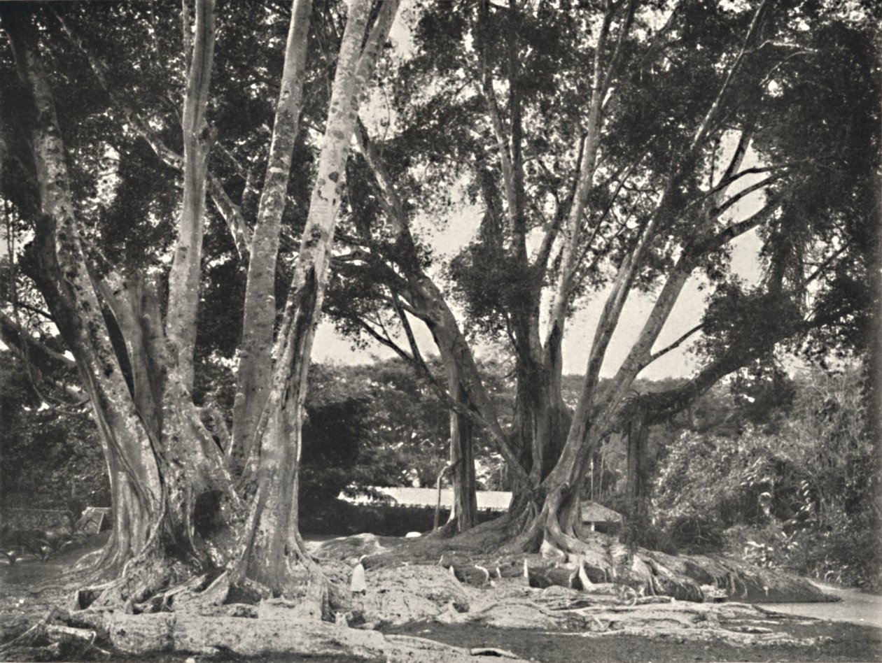 Rubber Tree (Ficus elastica) by Unbekannt