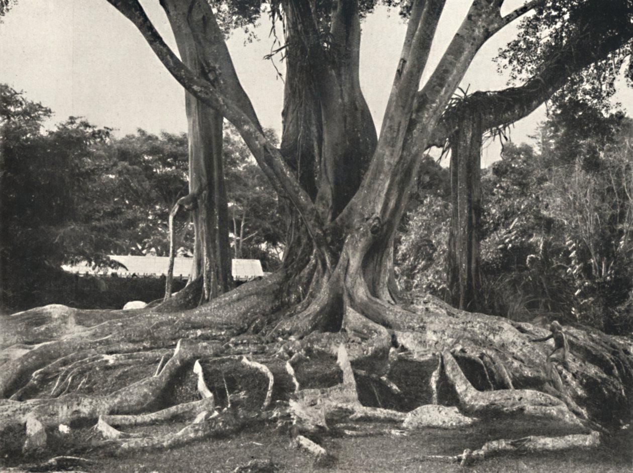 Rubber Trees like Plate 14, Partial View of the Buttress Roots, 1926 by Unbekannt