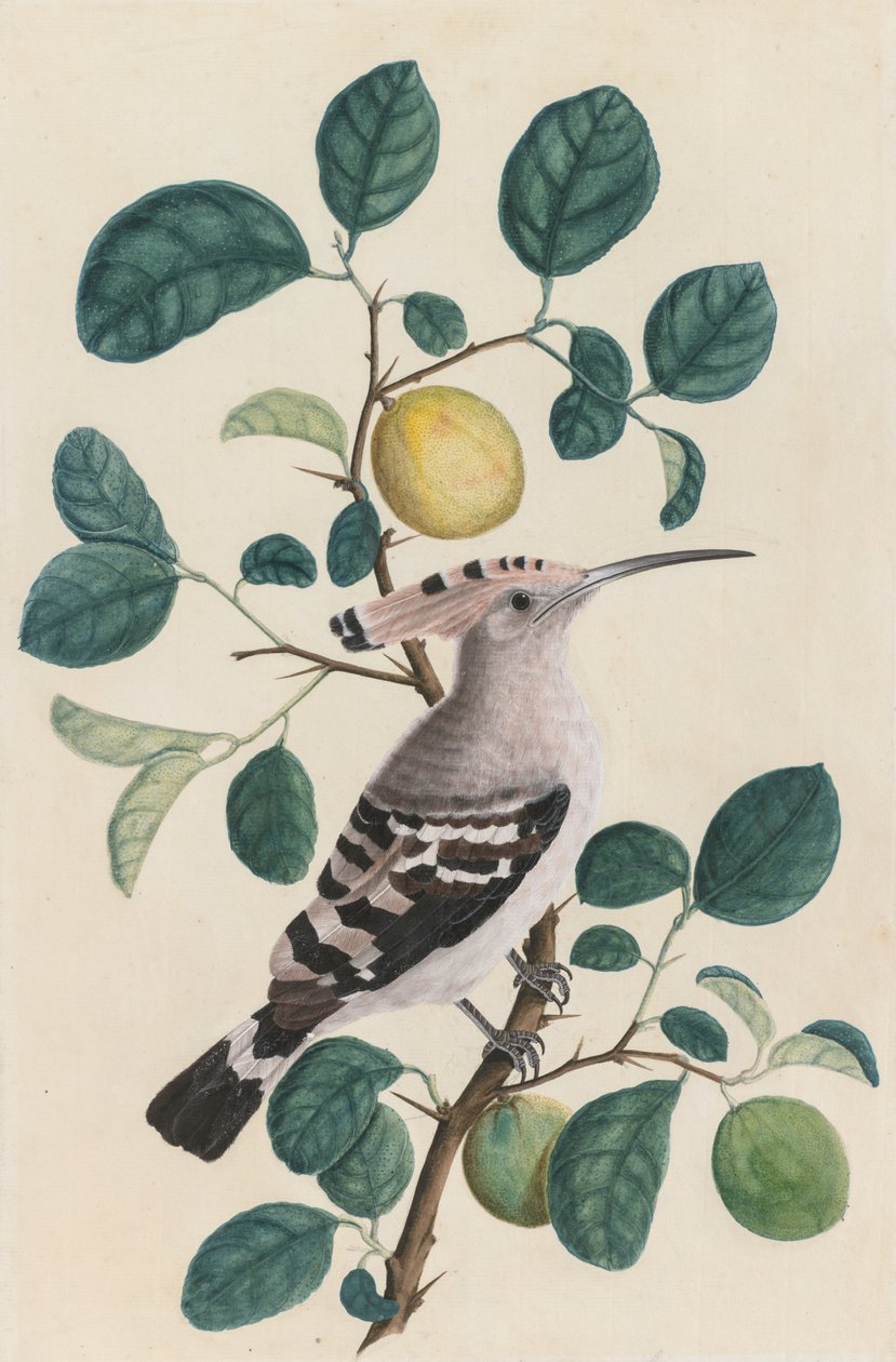 Hoopoe on a Citrus Tree Branch by Unbekannt