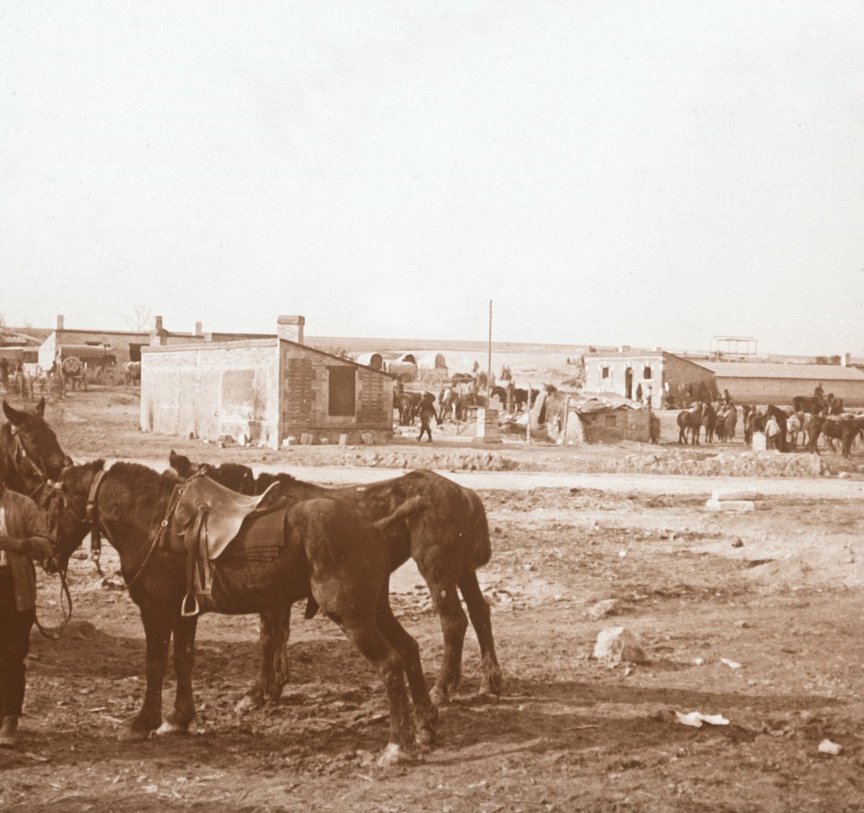 Horses, Somme-Tourbe, Northern France, c1914-c1918 by Unbekannt