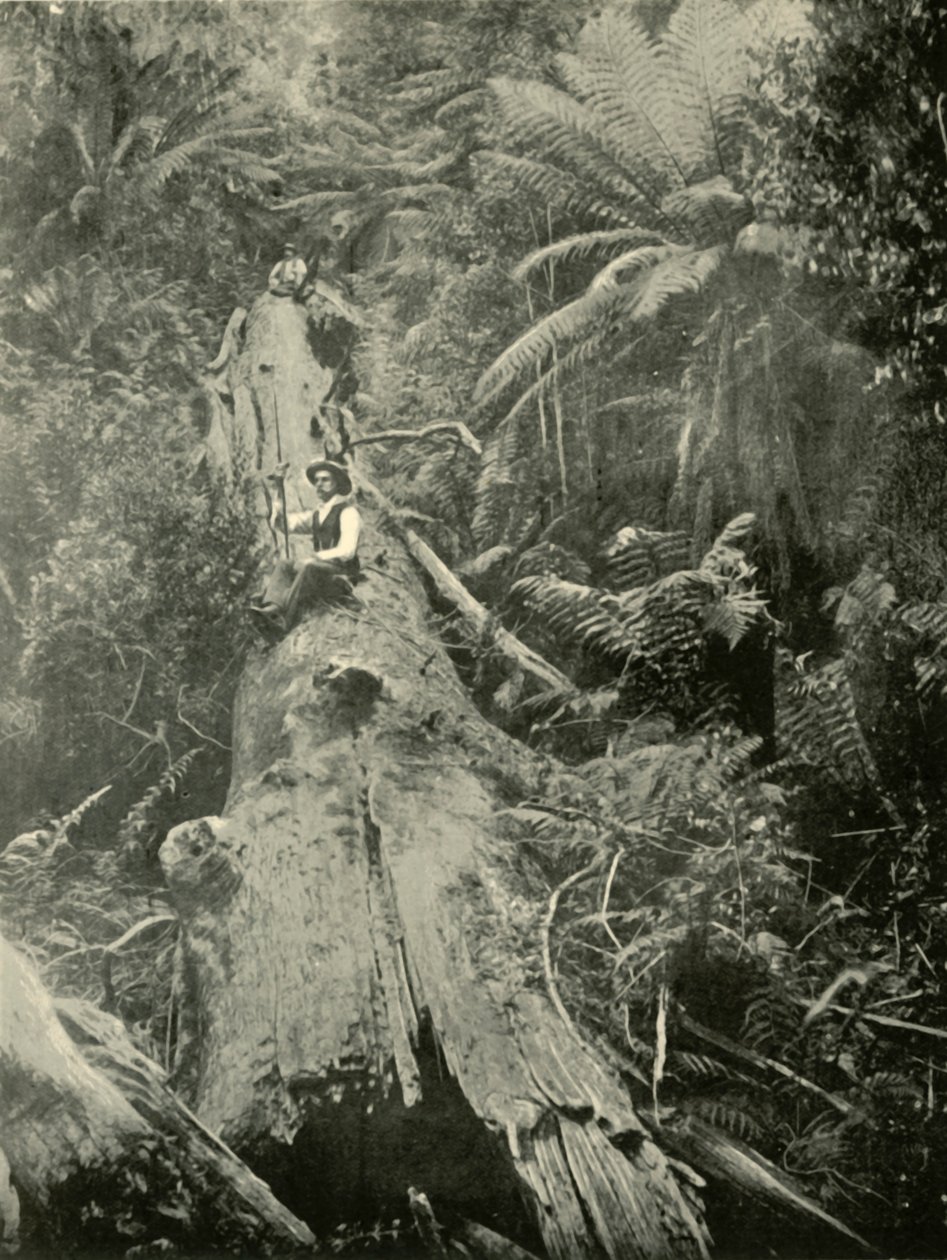 How Are The Mighty Fallen, 1901 by Unbekannt