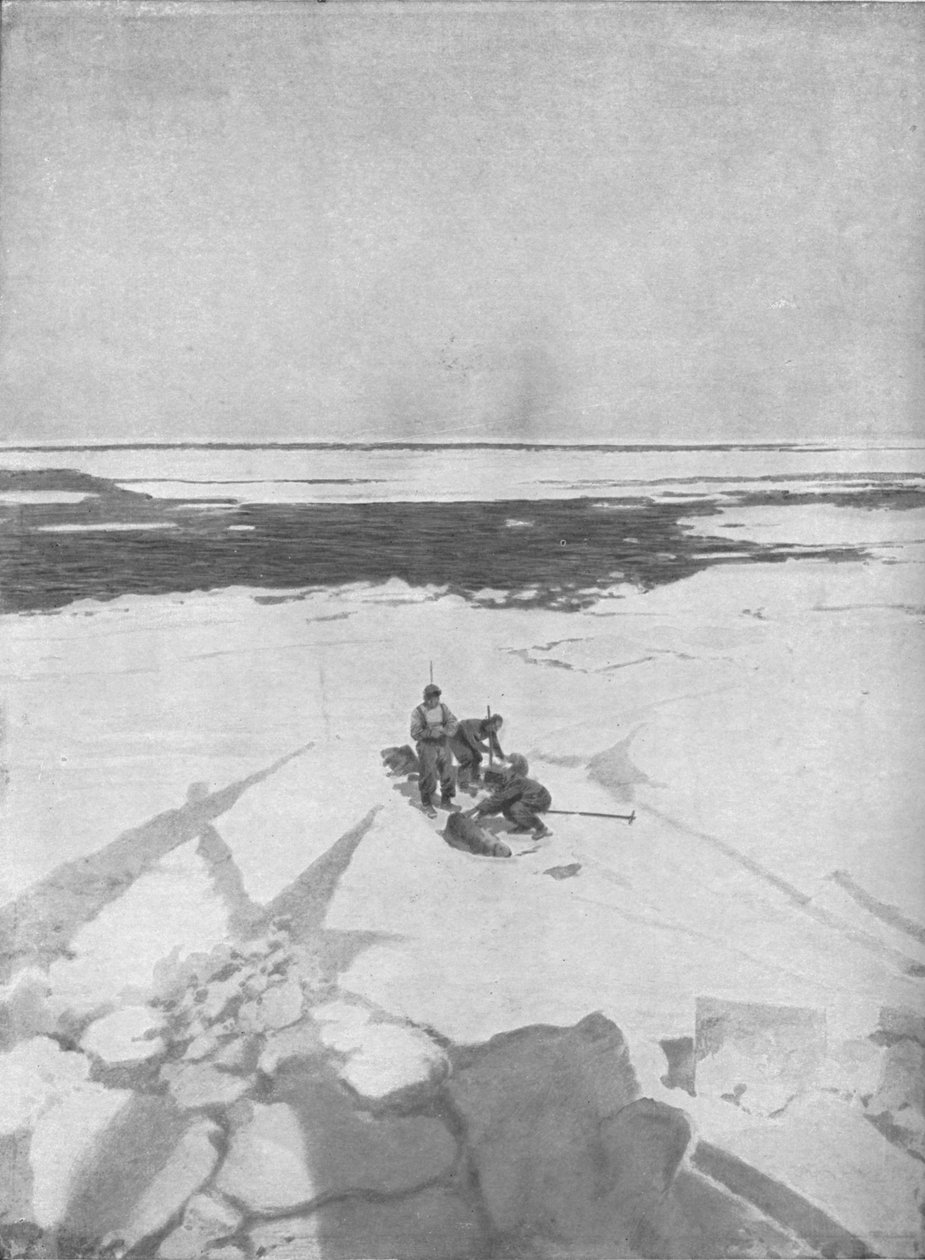 Killing Seals, 1911 by Unbekannt