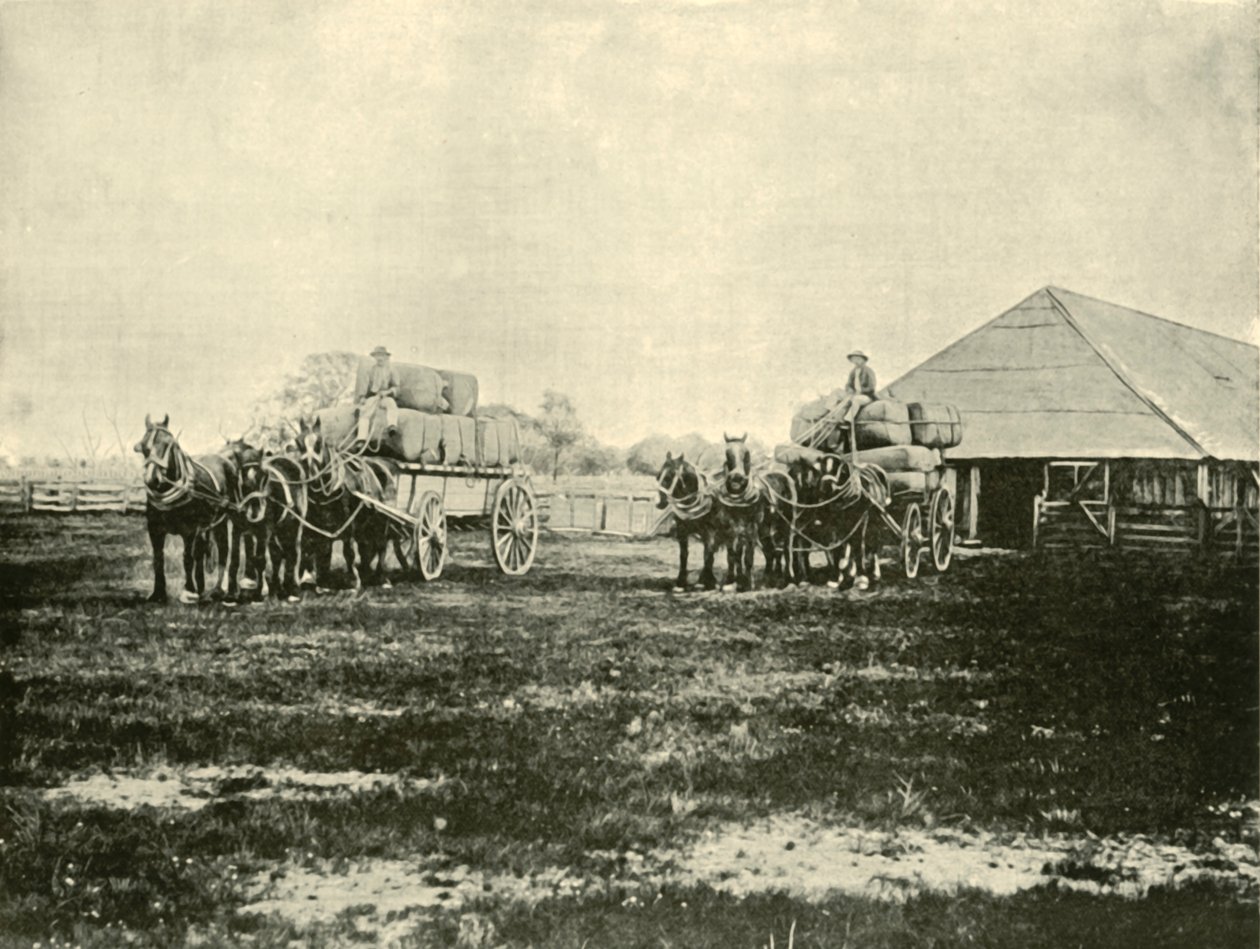 Loading Wool, Warrawooh Station, Wimmera, 1901 by Unbekannt